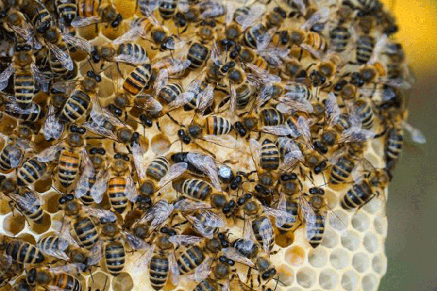 Umgestaltung des Bienenzuchtzentrums zum APINEUM